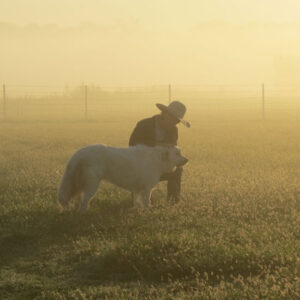 Livestock Guardian Dogs Protect a Kansas Flock Image